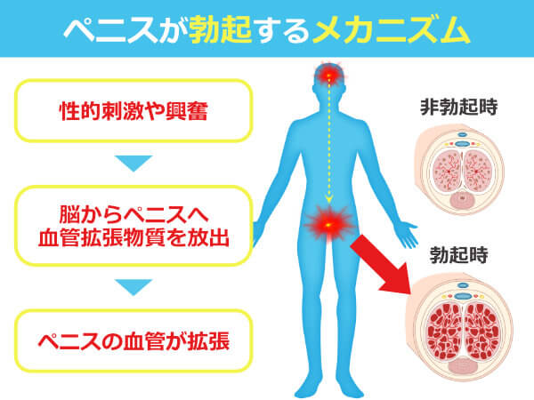 チントレはやっても意味がない⁉ペニスを効果的に強化する方法とは？ –メンズクリニック研究会-包茎