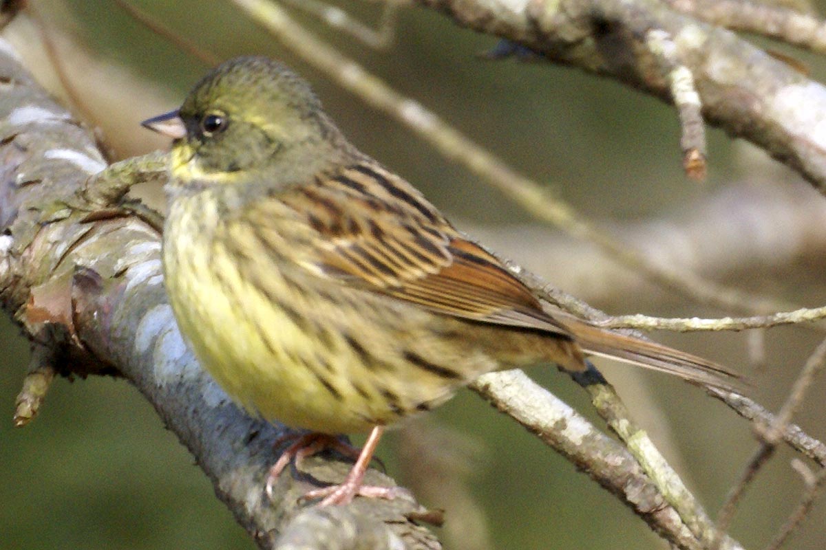 野鳥シリーズ⑰ スズメ(雀) |