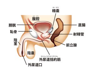 ドS嬢の直伝！イケるアナニーのやり方とコツを紹介！【初心者向け】 - エムオグラシ