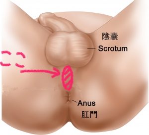 女性はオナニーしている？ イクためのやり方・グッズも紹介【医師監修】 ｜