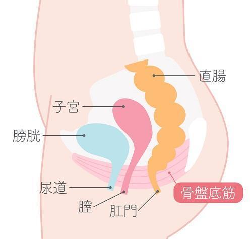 女性が感じる仕組みとは？オーガズムとスキーン腺の関係について解説 | コラム一覧｜