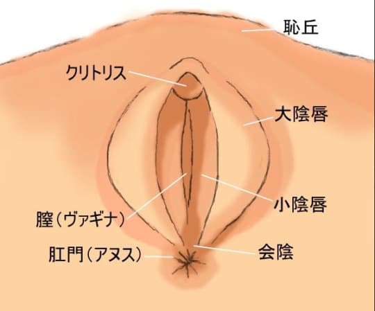 クリトリス包茎と陰核の機能について - 美容外科｜船橋中央クリニック&青山セレスクリニック