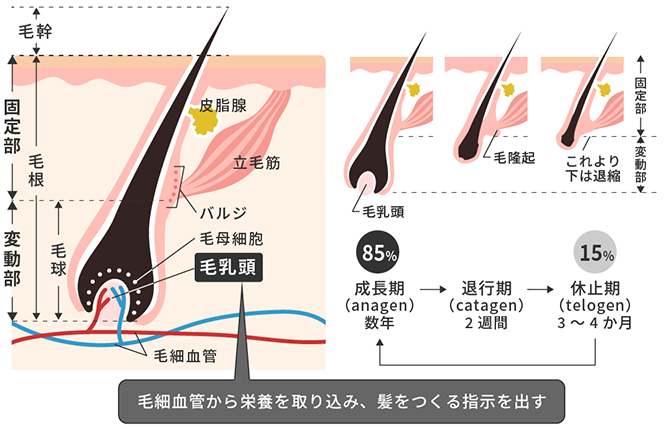 髭を抜くと生えてこなくなる噂は本当？デメリットや処理方法も解説 | お役立ち情報 | 東京・恵比寿のメンズ脱毛サロン【アロンソ】