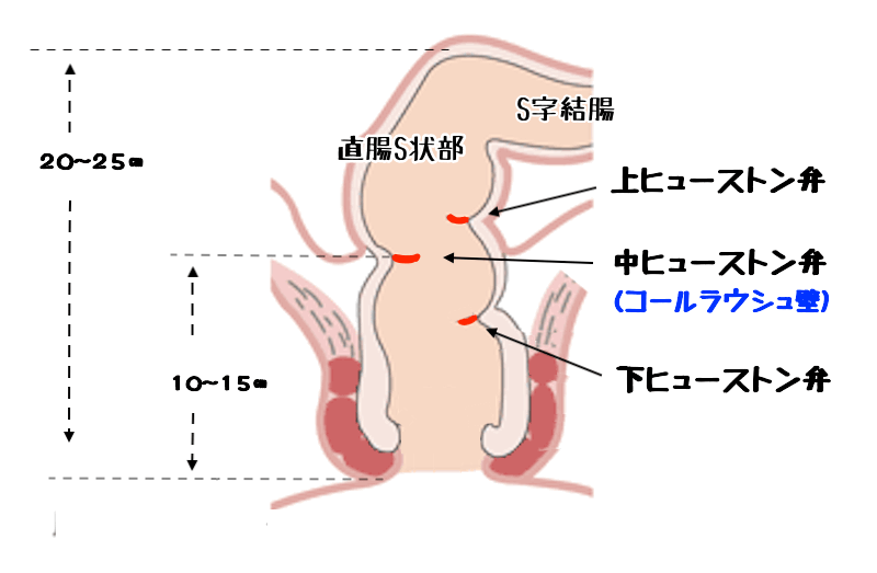 アナルの最強性感帯・S字結腸を開発してS字イキする方法 | シンデレラグループ公式サイト