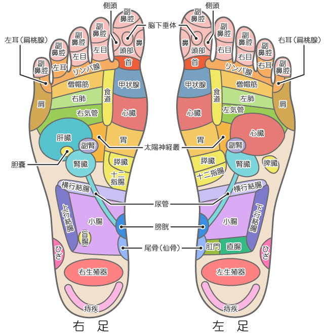 老廃物を排出して体の中から美しく！デトックスの正しいやり方とは？ | Wellness TRIP