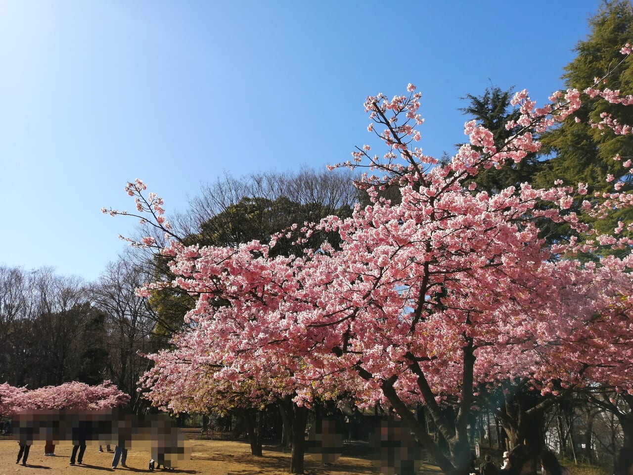 ピンクに色づく河津桜で撮影しませんか？ | スタジオAQUA 浅草店