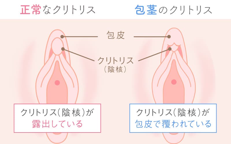 ちゃんと知りたい、女性の生殖器の解剖学 | インテグロ株式会社