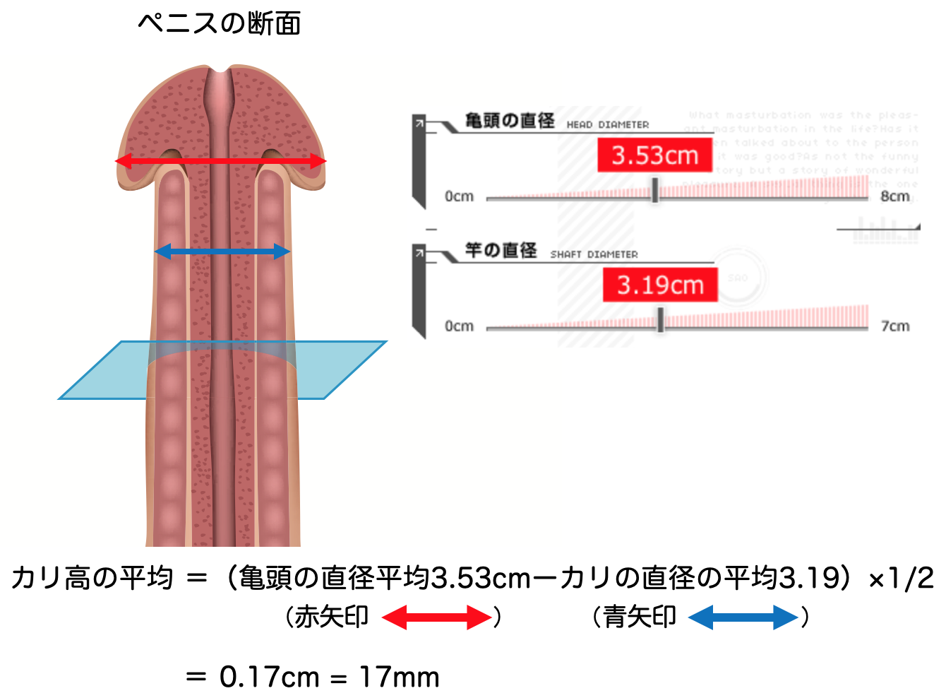 ペニスの大きさ平均は13cm！女性の理想サイズはさらにデカい！？｜薬の通販オンライン