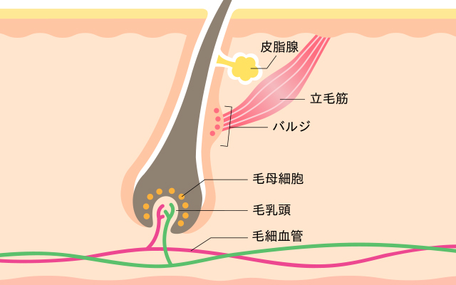 抜け毛や白髪はなぜ起こる？髪の毛が生える仕組みや毛周期について | 薄毛・抜け毛研究所