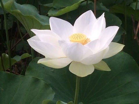 今日のラビング・タッチ - ママ太郎のお庭がなくても薔薇に囲まれて暮らしたい！