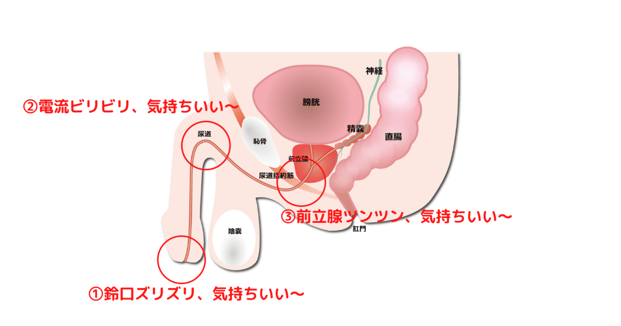 ☆男の潮吹き☆やり方、コツを【男の潮吹き】発祥の風俗店が解説 | 男のメスイキ！ドライオーガズムとは？