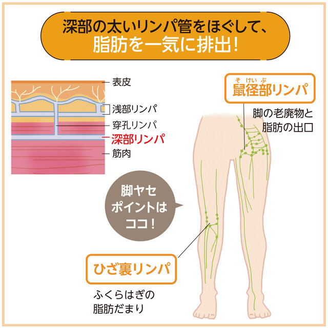 鼠径リンパの流れ」を改善するためのマッサージポイント｜安部元隆