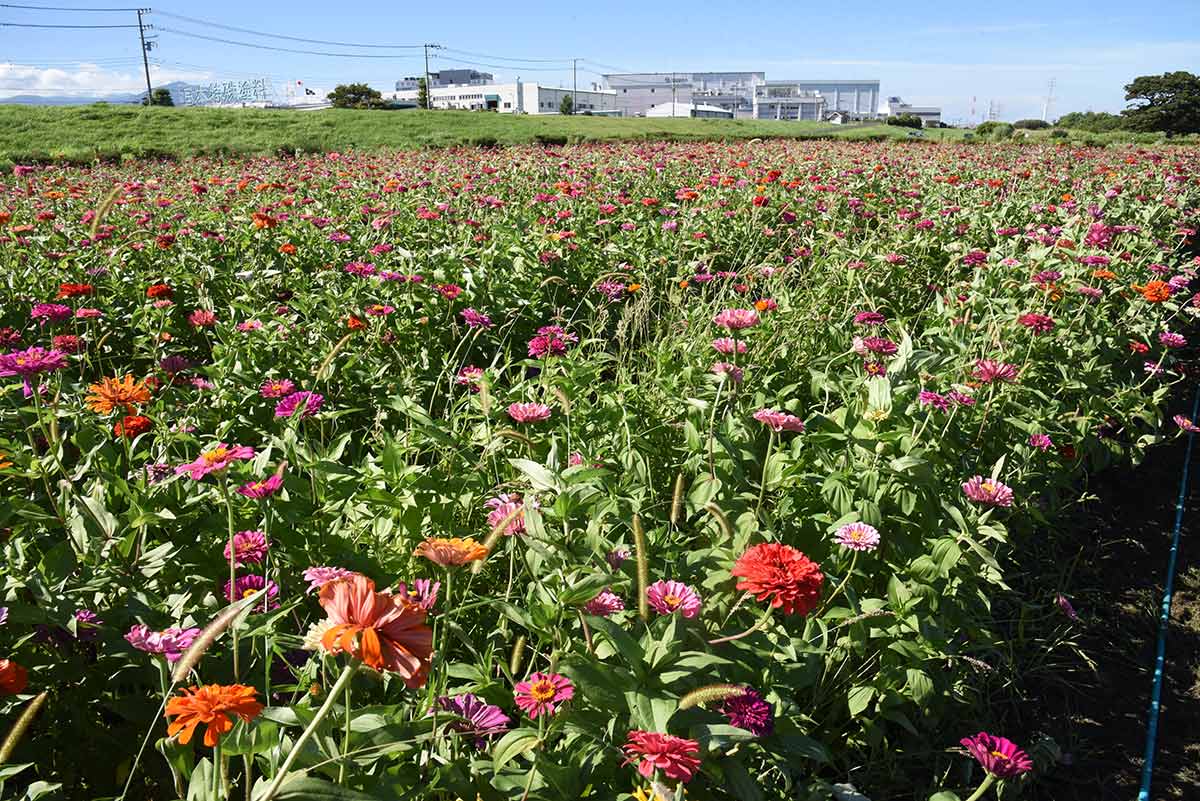 イシックス馬入のお花畑 | 観光スポット