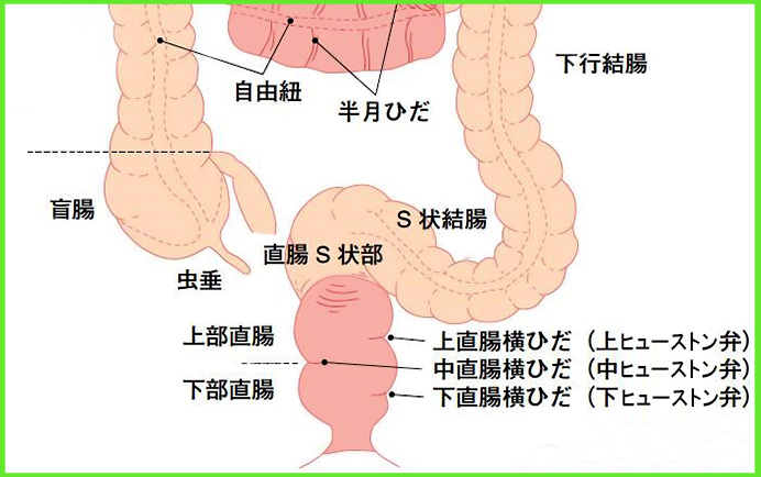 アナルの最強性感帯・S字結腸を開発してS字イキする方法 | シンデレラグループ公式サイト