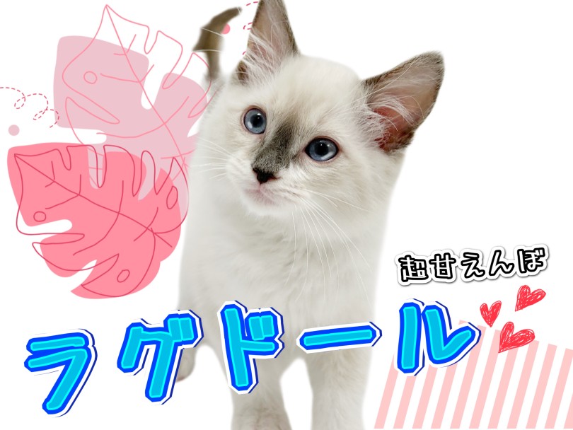 甘えん坊な猫が欲しい方必見！！どの種類が甘えん坊？ | PETPET LIFE