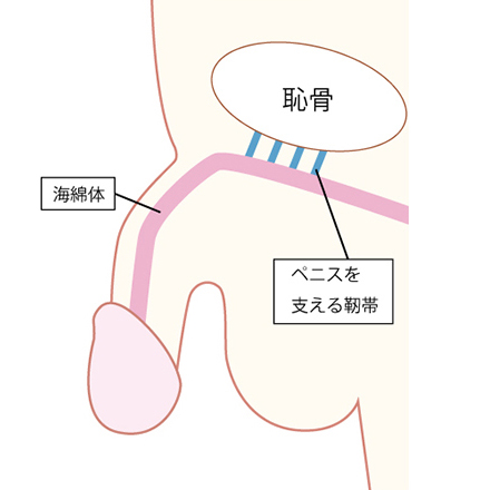 長茎術（ペニスを長くする）なら新宿形成外科