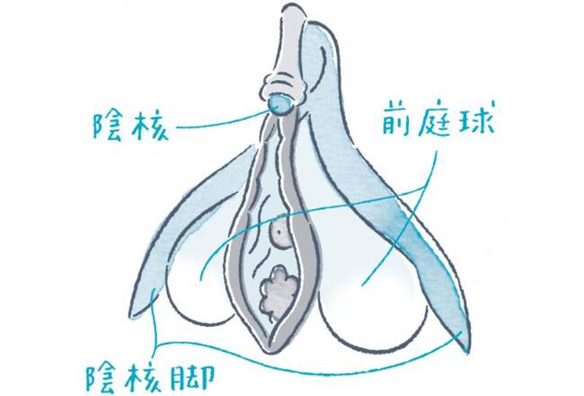 Gスポットは「点」じゃない！ 絶対に見つかるとは限らないのは本当？ | シンデレラグループ公式サイト