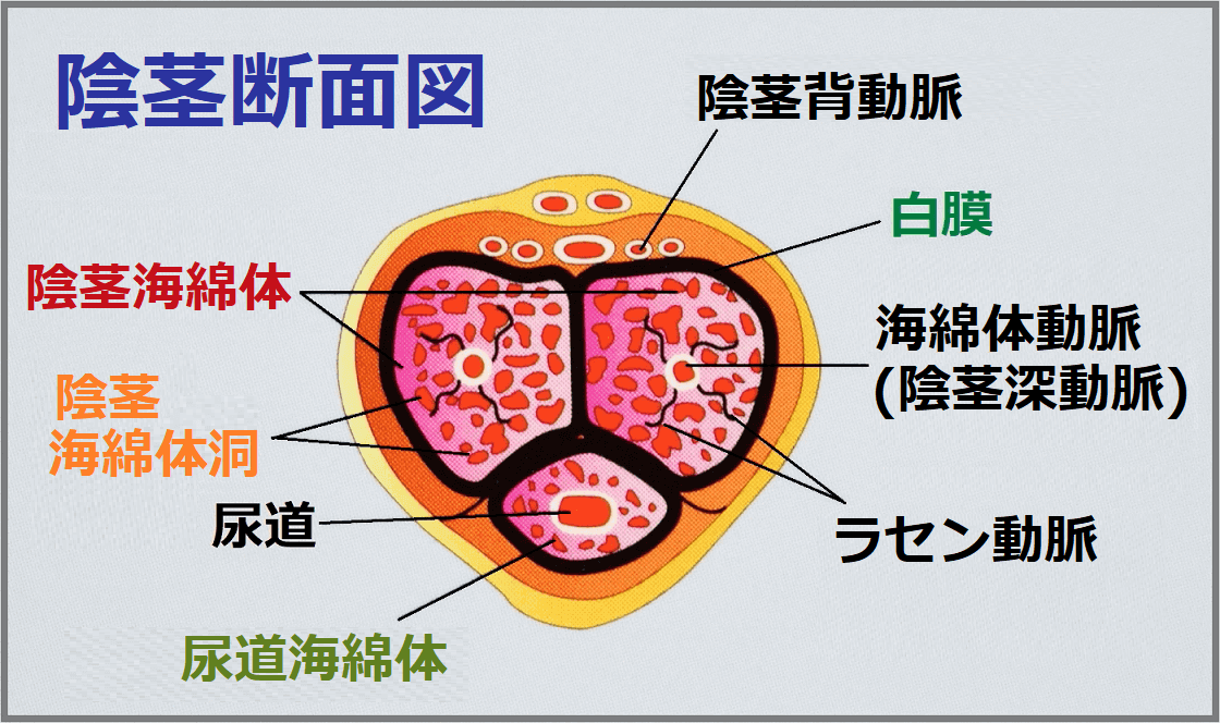 おりものがいつもと違うのは性病だから？色や状態の変化でわかるカラダの調子 | GME医学検査研究所