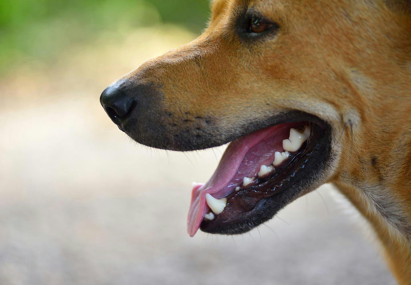 犬が顔をなめる理由や意味と顔をなめるのをやめさせるしつけ - 犬 顔 を