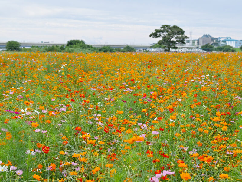 コスモス・サルビア・キンモクセイの本格始動です！ - 神奈川県立花と緑のふれあいセンター 花菜ガーデン