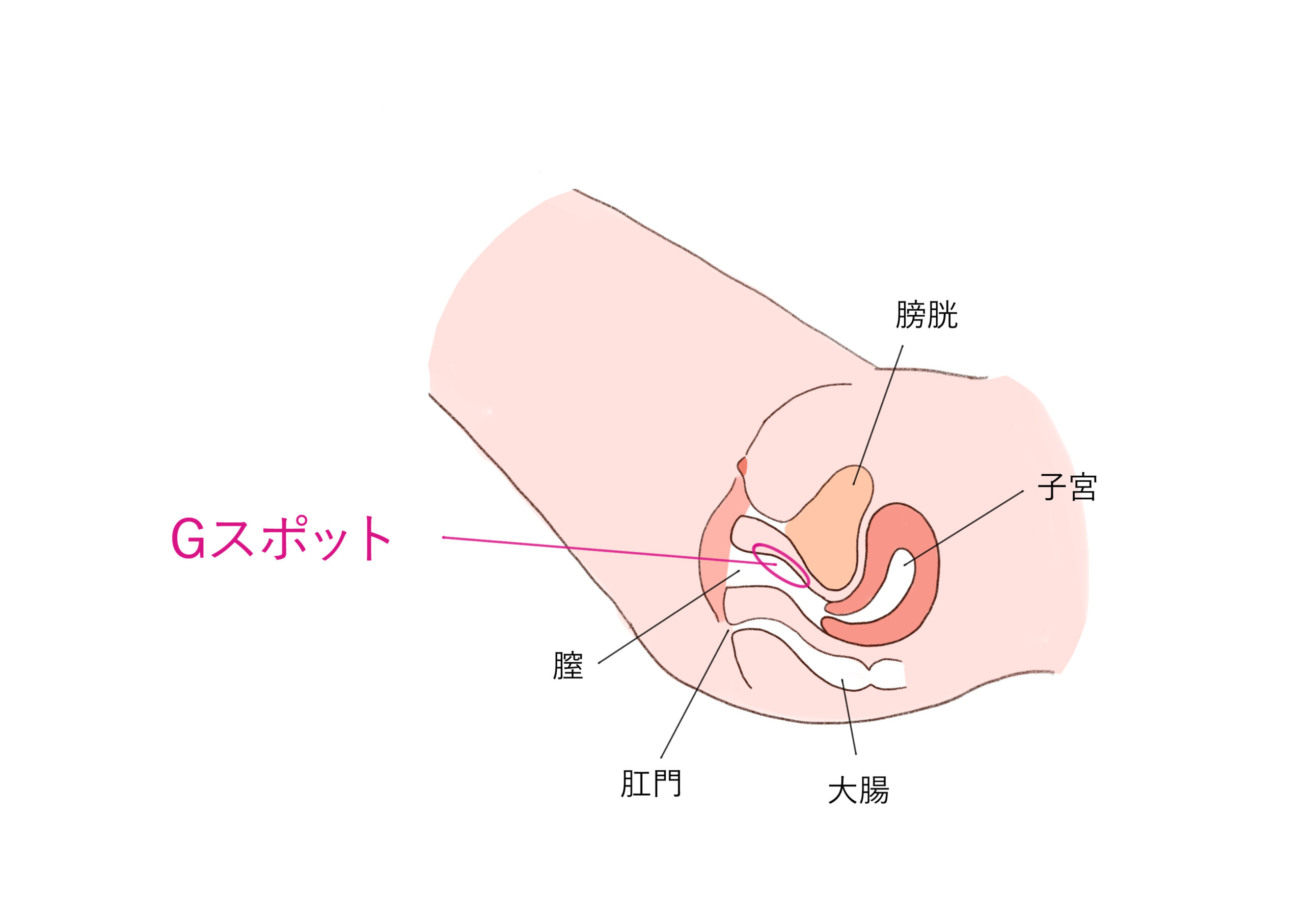 セックスで何度もイク女性は少数！ 「イク回数」と「満足度」は関係ある？ |