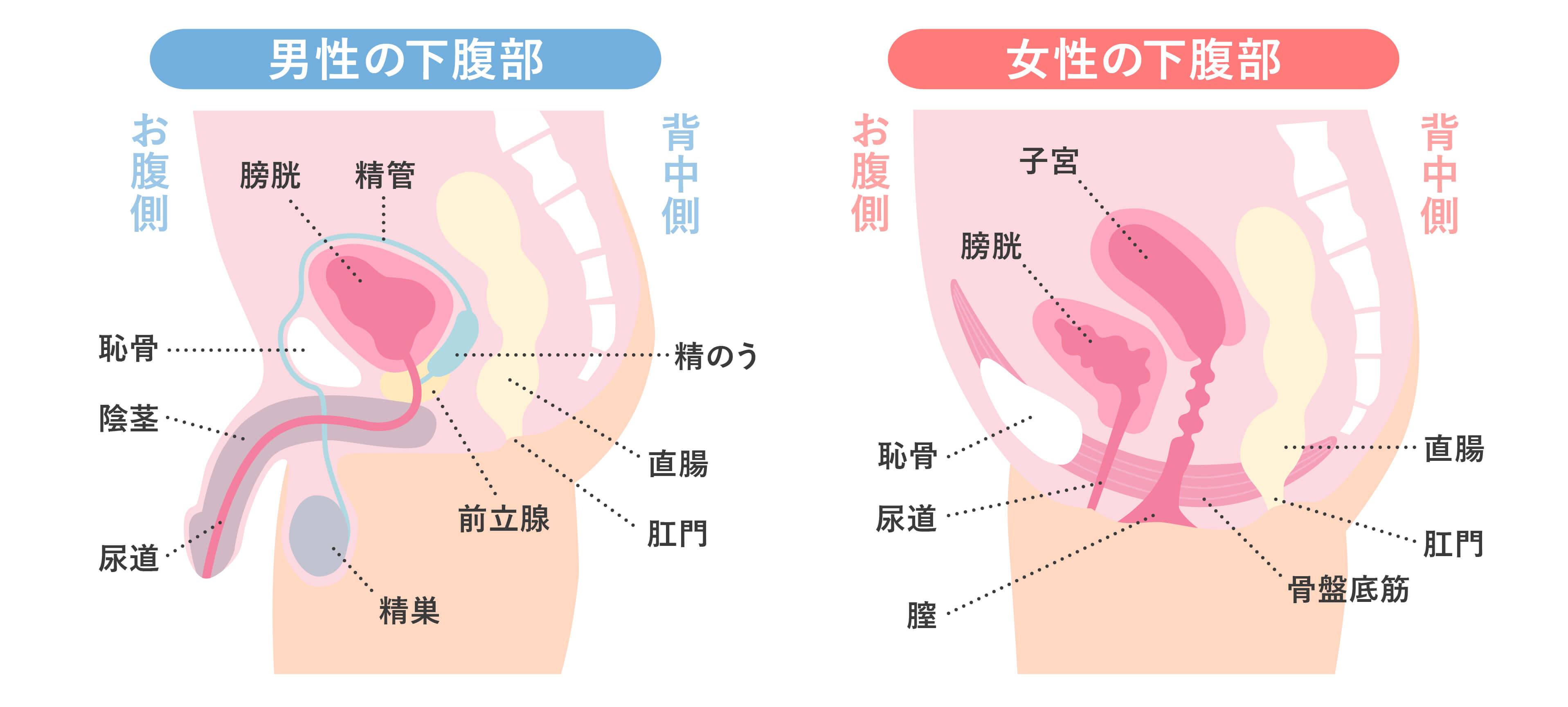 腐男子くんは試したい【特典付き】（メディアソフト）のダウンロードはコミックプラス | コミックプラス