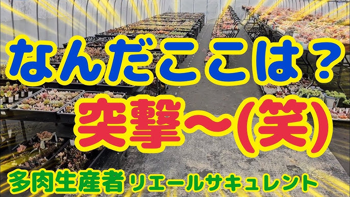 【多肉植物】【ガーデニング】なんだここは⁉️突撃～🎵(笑)凄いな(爆)2024年2月25日