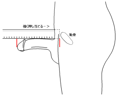 ペニス・チンコの正確な長さ・太さの測り方【図解】 | イケオジの嗜み