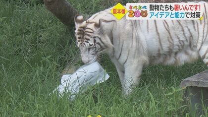 円山動物園アムールトラのトート 3歳の初夏 | 北の暮らし