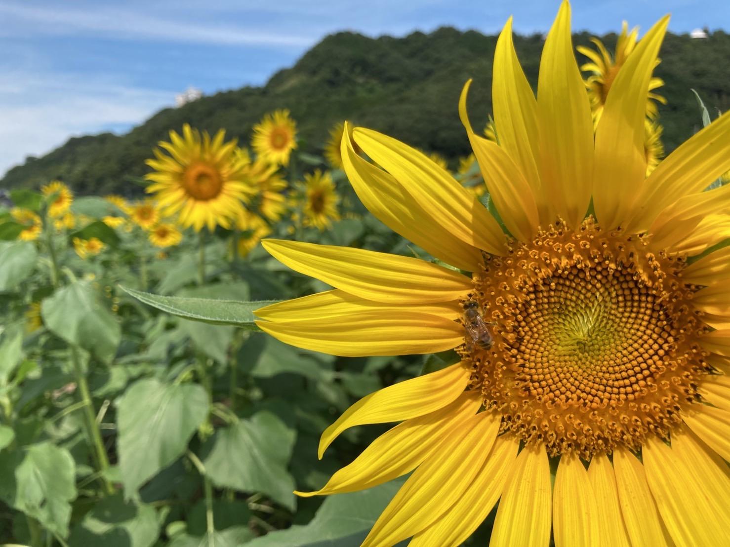 夏の花特集「ヒマワリ」 | 青山フラワーマーケット｜花や緑とともに暮らす毎日を