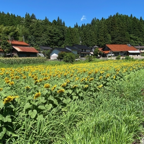 ひまわり畑🌻 | 井原市の介護施設ケアハウスつむぎ