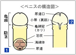 女性用風俗でフェラってできる？、しなくてもいいの？ – 女性用風俗帝公式