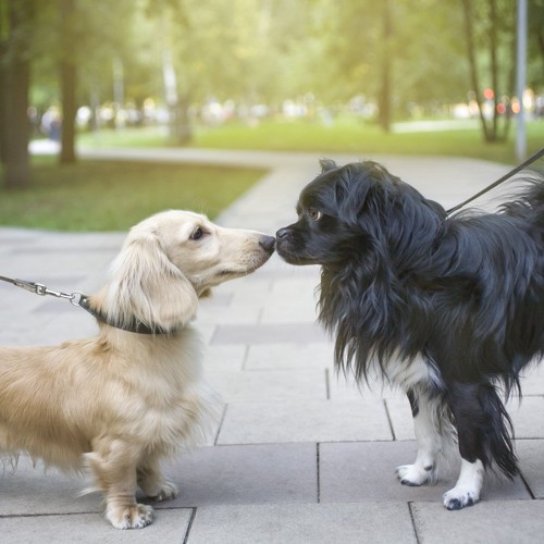 エスキモーキスとは？鼻をこすり合わせる方法が特徴的なキスの種類 | 世界雑学ノート