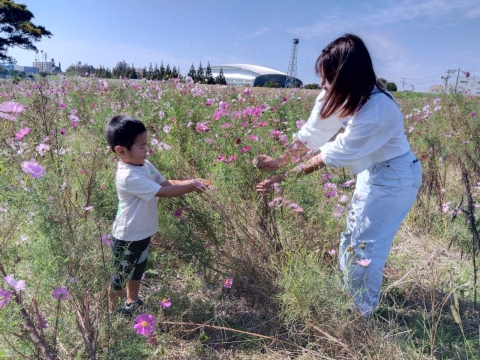 湘南・コスモス摘みイベント3選】秋の青空の下、親子でお花畑に摘み取り体験しに行こう。写真撮影にもおすすめ！［10月12日平塚市/19日藤沢市/26日～11月3日茅ヶ崎市］  |