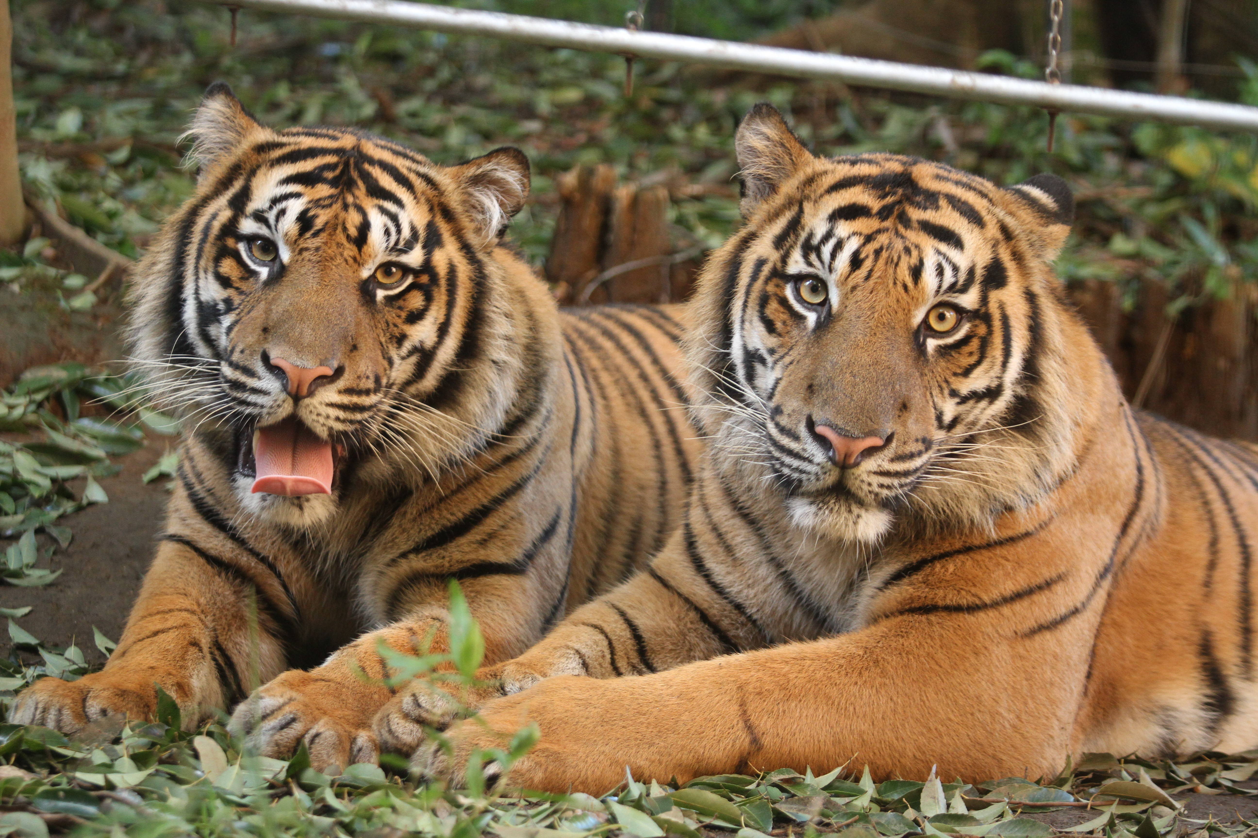 円山動物園アムールトラのトート 3歳の初夏 | 北の暮らし ～札幌・宮の森から～