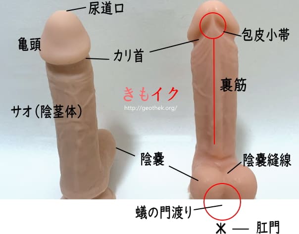 ヤリチンが解説】格段にフェラチオが上手くなるテクや練習法！男はこれで大満足！ | Trip-Partner[トリップパートナー]