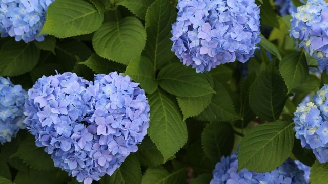 守山・草津で人気・おすすめのデリヘルをご紹介！