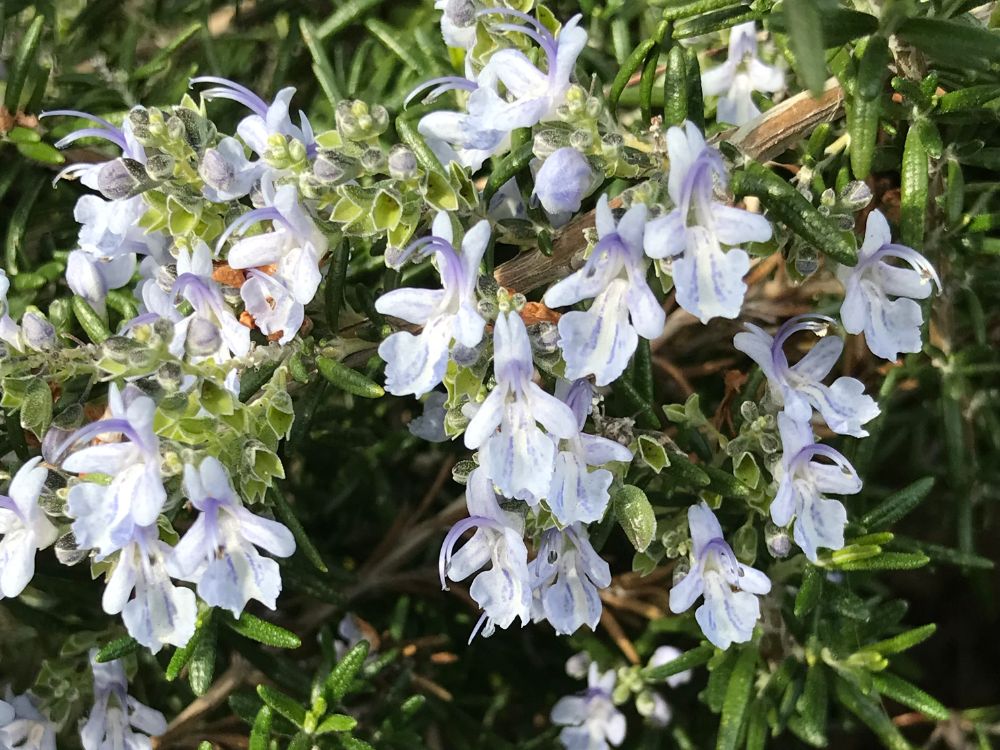 ローズマリーの花言葉｜花の特徴や、代表的な意味とは？｜🍀GreenSnap（グリーンスナップ）