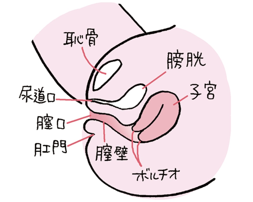 女性器実演】しゃももちゃんとえっちな保健体育 おまんこ解説でコンプレックス告白! クリ、陰裂、膣内、乳首、気持ちいいところ全て