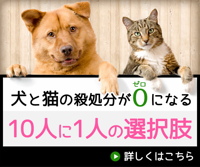 仲間に入れてほしい」!? 会話中の飼い主さん夫婦の間に入る犬 交互に顔を見つめる姿が愛おしい！｜いぬのきもちWEB