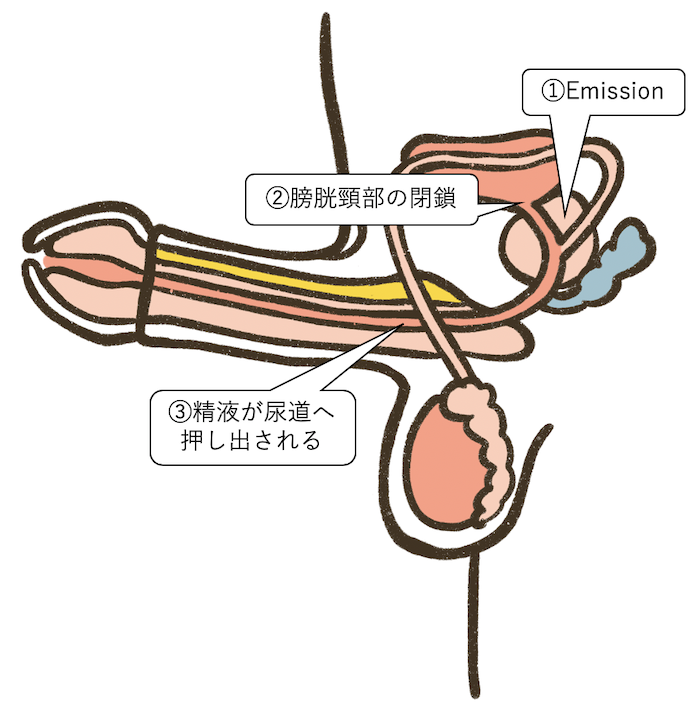 精液って実際どんな味？喫煙者の精液はまずい!?白濁液のアレコレ調べてみた｜BLニュース ちるちる