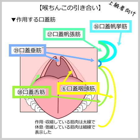 ちんこのサイズは身長や体の大きさに比例する？身体のパーツとの関係性 | ペニス増大サプリおすすめランキング