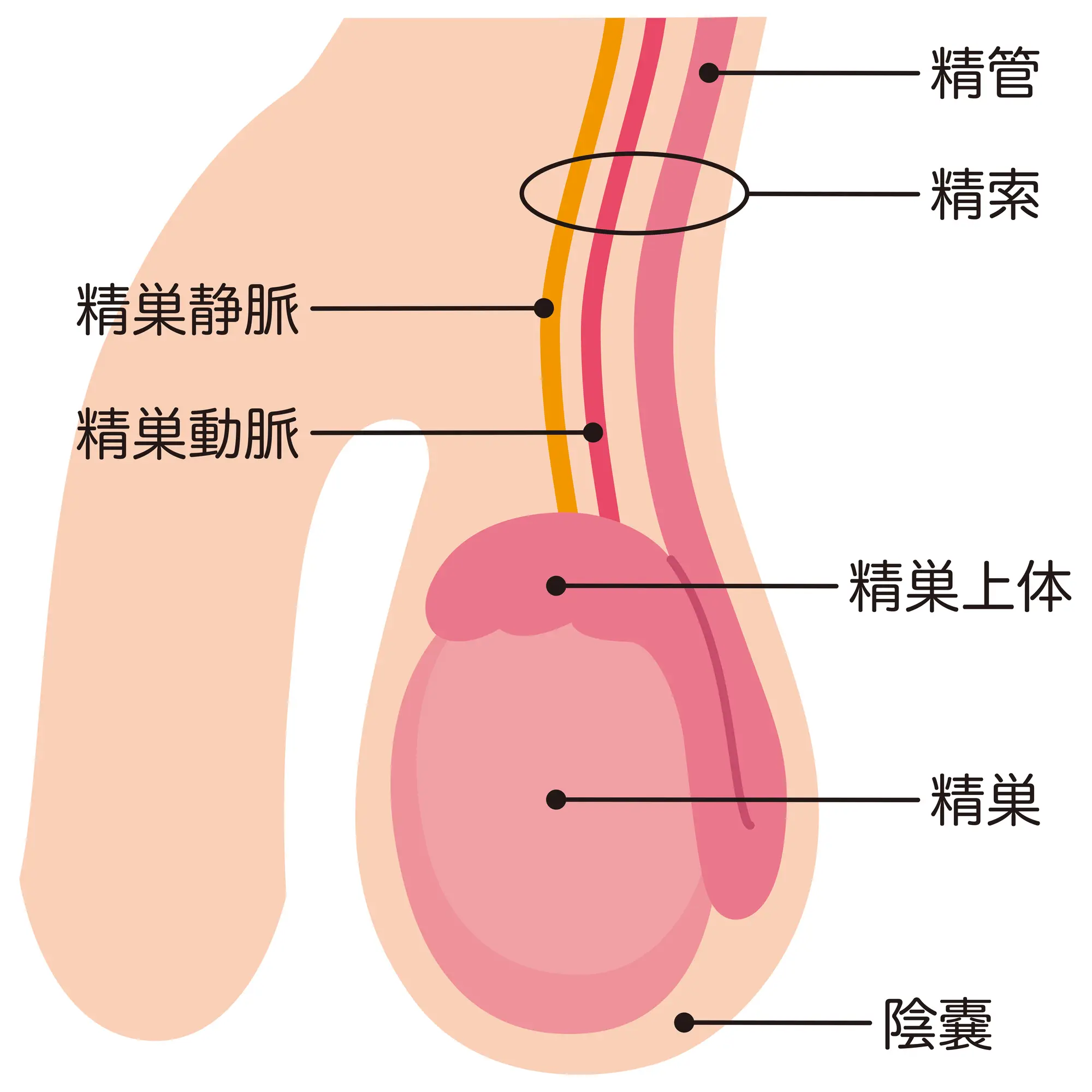 前立腺責めのやり方とコツ！気持ちいい前立腺マッサージの方法をイラストで解説