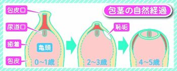 カリ高の方が気持ち良い？カリ高の測り方や定義となる方法7つ | STERON