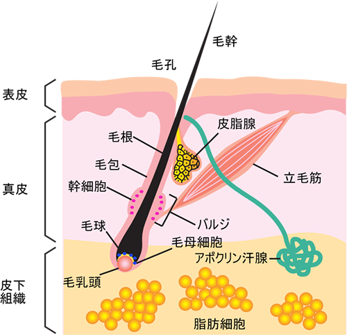 ヒゲの毛抜きは危険？デメリットとヒゲのおすすめ処理方法を解説 | レーザースキンクリニック