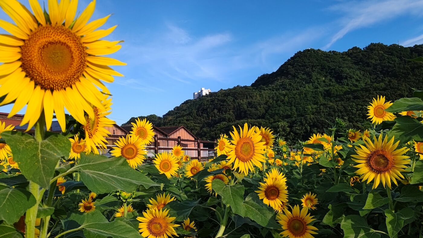 向日葵と飛行機』🌻🛩パート3✨ 7月に福岡空港近隣で撮影した残りのショット📸です🛩 炎天下の中一時間程で色んな向日葵と航空機の写真が撮れましたが全日空だけ撮れなかったな🤔  📸7月22