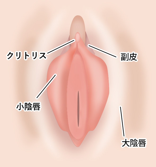 クリトリス包茎 ： 婦人科・女性器：美容外科 高須クリニック