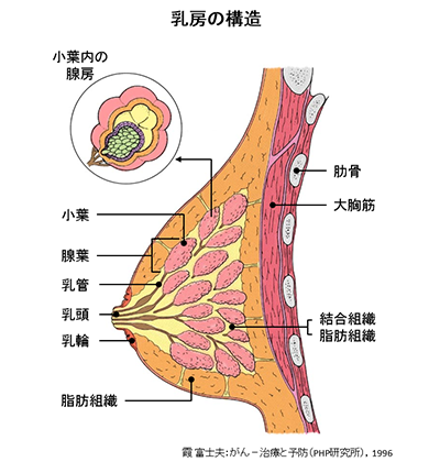 スペンス乳腺とは？】場所や開発する愛撫のやり方を解説【おっぱいのGスポット】