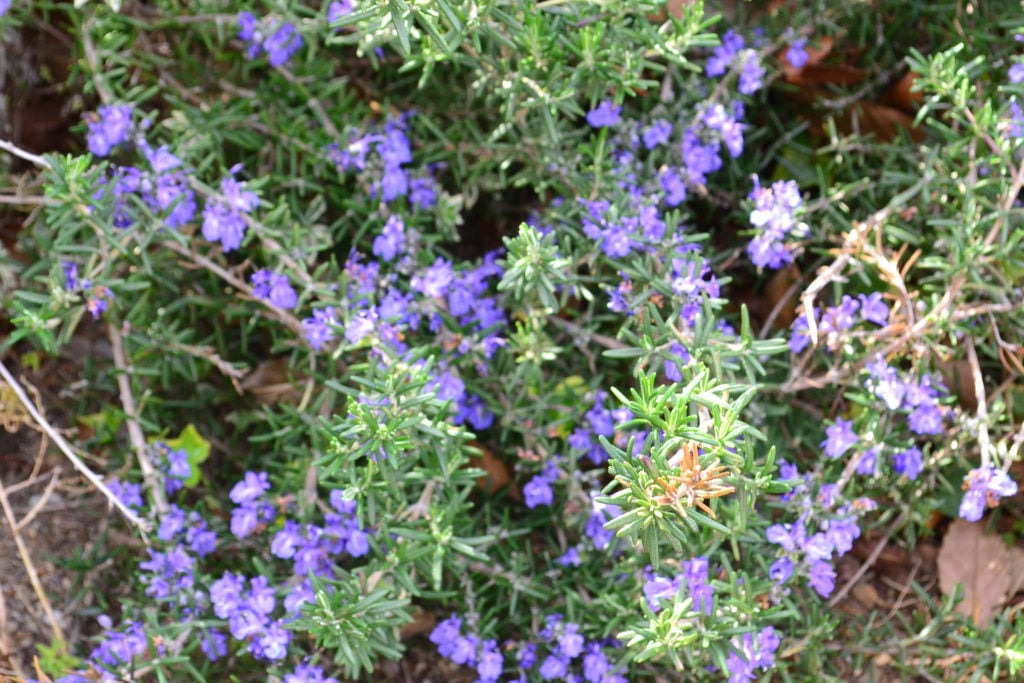 ローズマリーの花言葉／神秘のハーブが象徴する多くの意味 | 花言葉のはなたま