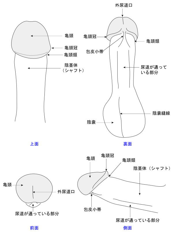 症例112 60代 陰茎増大術後のカリを高くする手術 | 山本クリニック｜鳥取県米子市